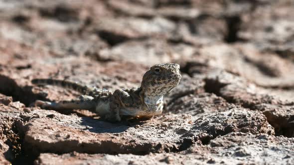 Phrynocephalus Helioscopus or Sunwatcher Agama