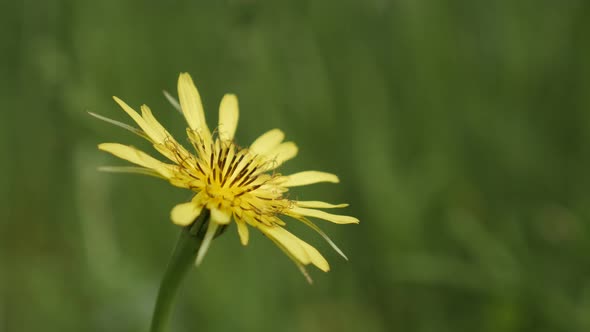 Close-up of   meadow salsify plant  4K 2160p 30fps UltraHD footage - Shallow DOF yellow flower Trago