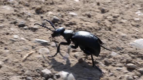 Macro shot of a black grave beetle crawling over a earthy underground in slow motion.