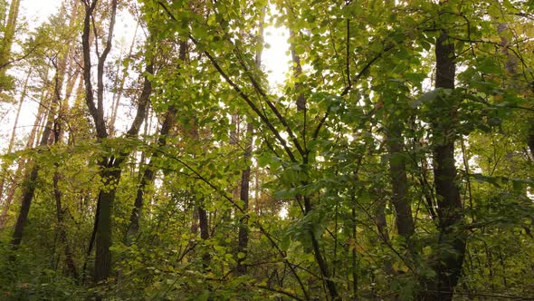 Forest Beautiful Landscape in an Autumn Day