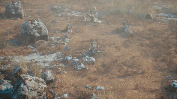 Dry Grass and Rocks Landscape