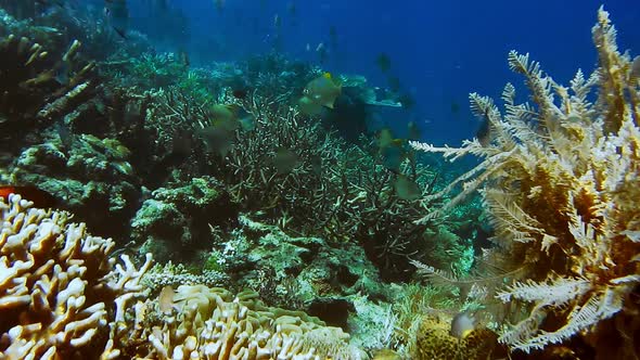 School of Coral Fish Near Hard Corals on Friwen Wall Best Diving Spot Near Friwen Island Gam Raja
