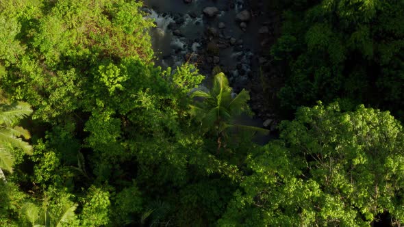 Flying Over The Thick Tropical Forests Of Bali.