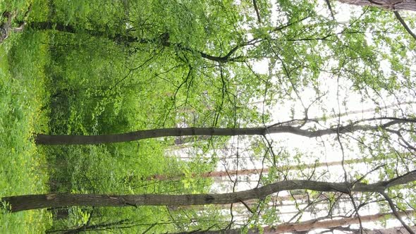 Vertical Video of a Forest with Pine Trees