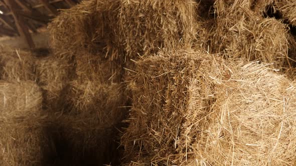 Stacks of baled hay in curing process 4K 2160p 30fps UltraHD tilting footage - Winter animal food re