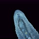 Leech family Glossiphoniidae under a microscope. Possibly species Helobdella stagnalis - VideoHive Item for Sale