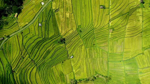 Amazing Rice Field