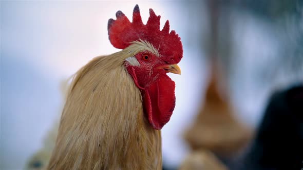 Portrait of AngryRooster with Red Plume in Organic Farm