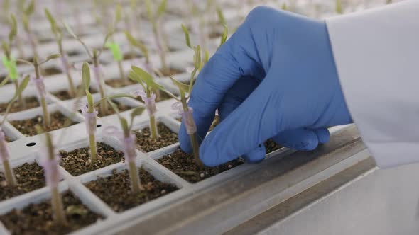 worker hand inspecting a young plant in a nursery