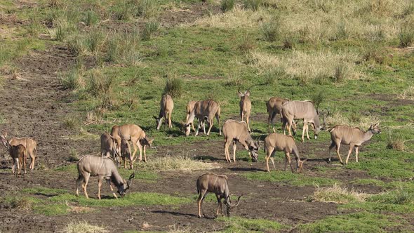 Kudu Antelopes Foraging In Natural Habitat