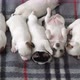 Newborn Puppy Sleeping on Gray Plaid - VideoHive Item for Sale