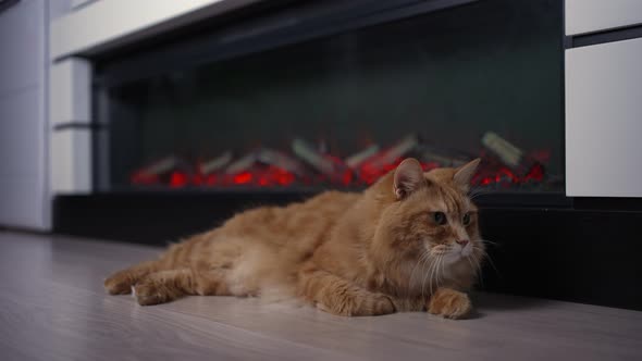 Fluffy red cat is warming by the fireplace