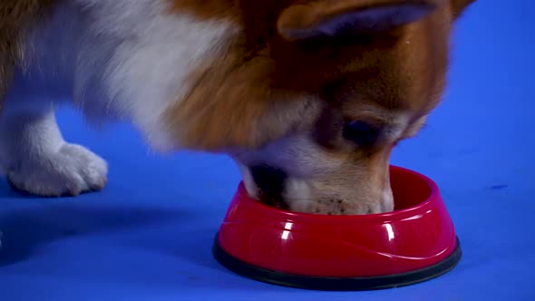 Pembroke Welsh Corgi Walks Up To a Red Bowl and Eats Animal Feed