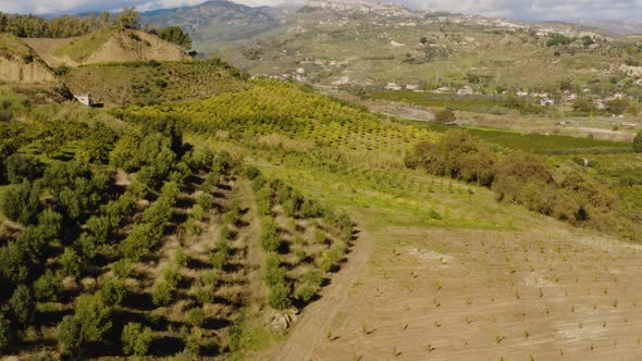 Orange And Bergamot Tree in Calabria Countryside