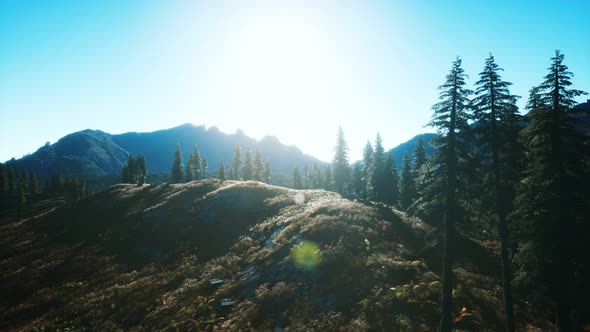 Trees on Meadow Between Hillsides with Conifer Forest