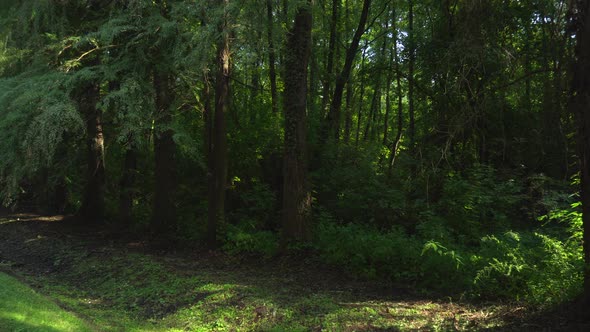 Beautiful Forest Lush Green Trees in the Sunlight in Heviz Hungary   Wide Shot Pan