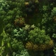Forest Top View Fly - VideoHive Item for Sale