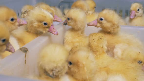 Plenty of Newly Hatched Baby Ducks Bustling in a Plastic Box. Chicken Farm. Agriculture