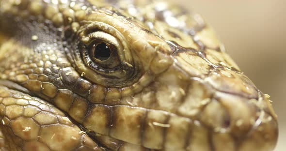 Close up of Collared Lizard