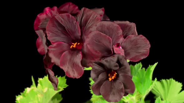 Beautiful Time Lapse of Blooming Black Geranium