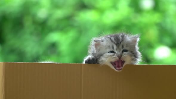 Cute Persian Kitten Playing In A Box