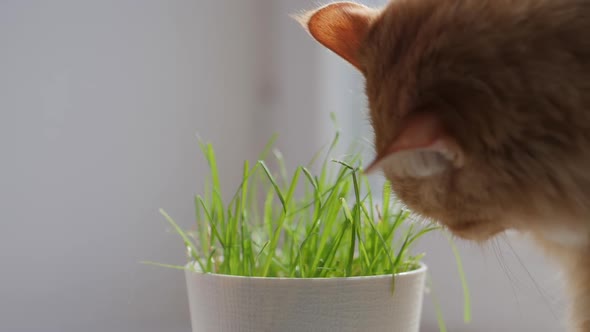 Cute Ginger Cat Eats Fresh Green Grass. Special Cat Grass in Flower Pot for Good Digestion. Close Up