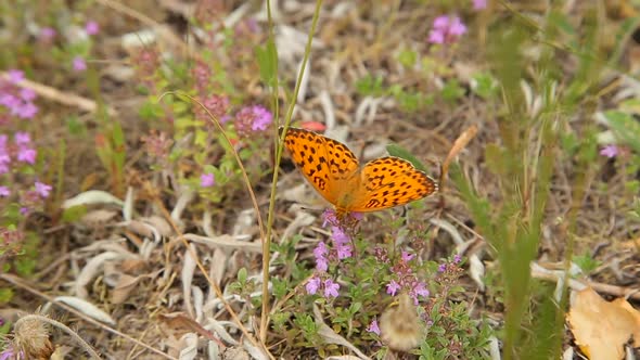 Butterfly on Wildflowers in the Field