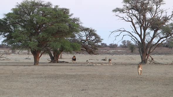 Long shot of African Lion walking from shady acacia tree in Kalahari