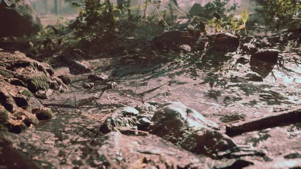 Small Creek Runs Through a Wide Valley Full of Fallen Leaves