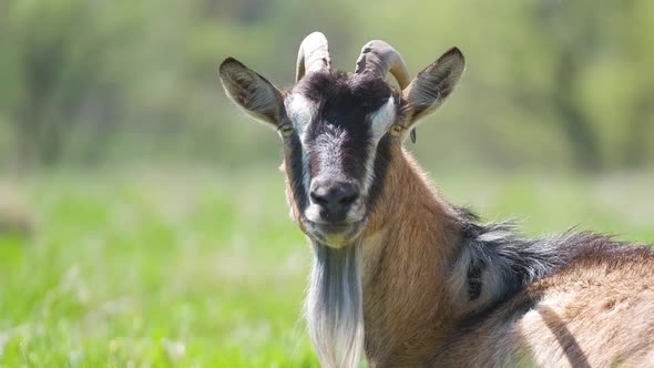 Domestic Milk Goat with Long Beard and Horns Grazing on Green Farm Pasture on Summer Day