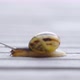 Snail Crawling Left Out Of Frame - VideoHive Item for Sale
