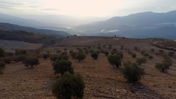 Olive Orchard on a Small Farm in the Early Morning