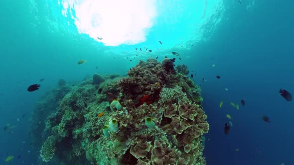 The Underwater World of a Coral Reef