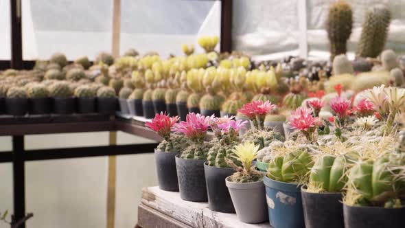 Blooming Cactuses in Flower Pots in a Greenhouse  Closeup