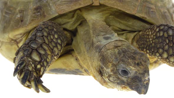 Turtle Isolated on a White Background at Studio