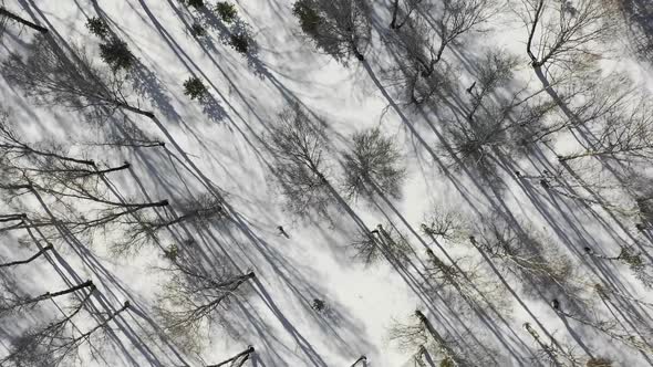 Winter Forest Landscape and Sunset, Snow Winter Trees, Beautiful Nature, Aerial View