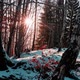 Sunlight Through Trees in Forest at Sunset in Winter - VideoHive Item for Sale