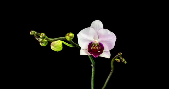 Time-lapse of Opening Three Orchid Flowers  on Black Background