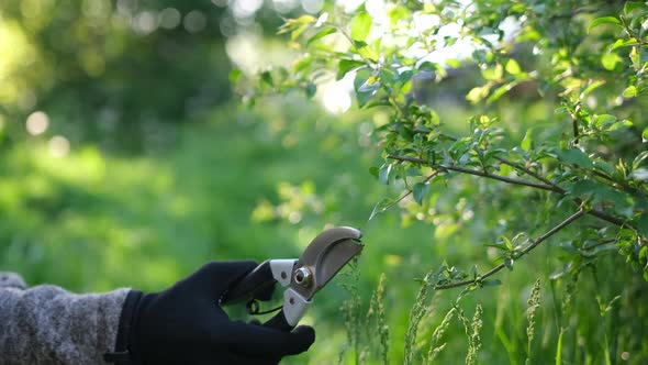 Gardening Concept  Gardener with Secateurs Cutting Branches of Bushes