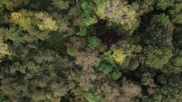 Aerial Bird View Flying Up Over Beautiful Temperate Coniferous Forest Moving Over Top of Trees