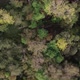 Aerial Bird View Flying Up Over Beautiful Temperate Coniferous Forest Moving Over Top of Trees - VideoHive Item for Sale