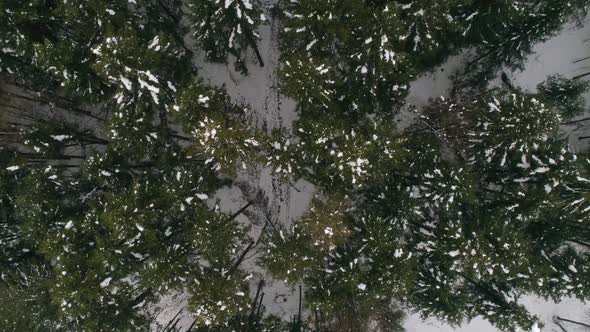 Top down view of pine trees covered with snow