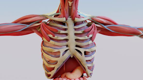 Human anatomy, muscles, organs, bones. unstructured showing parts, 3d render,