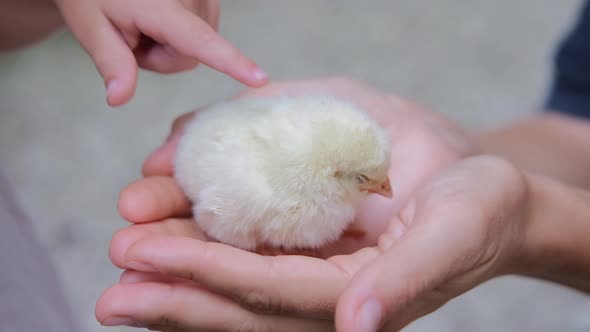 Close Up of Small Cute Yellow Chick Tiny Kid's Hands Carrying and Patting Newborn Domestic Creature