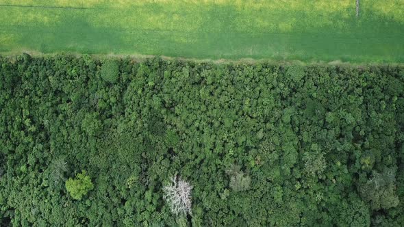 Drone image show line between preserved Amazon rainforest and soybean fields.