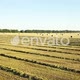 Wheat Field After Harvest - VideoHive Item for Sale