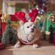 cute chihuahua dog  smile and joyful with christmas tree decorating - VideoHive Item for Sale