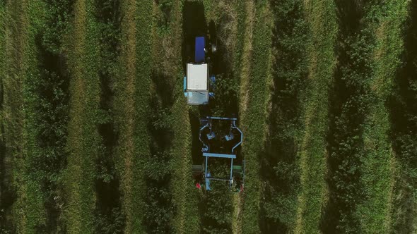 Harvester Collects Berries. Fruit Garden. Aerial View