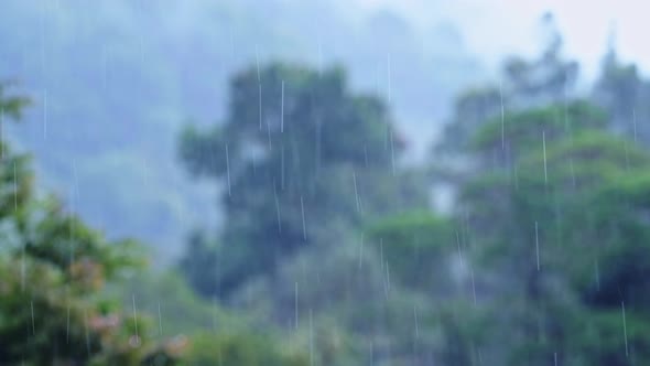 Heavy Rain in Rainforest with Trees, Raining in Rainy Season in a Tropical Storm Landscape with Tree