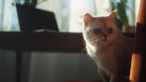 Cat Sitting on Chair in Living Room